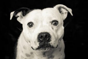 PET PHOTOGRAPHER GLOUCESTER AND HEREFORD