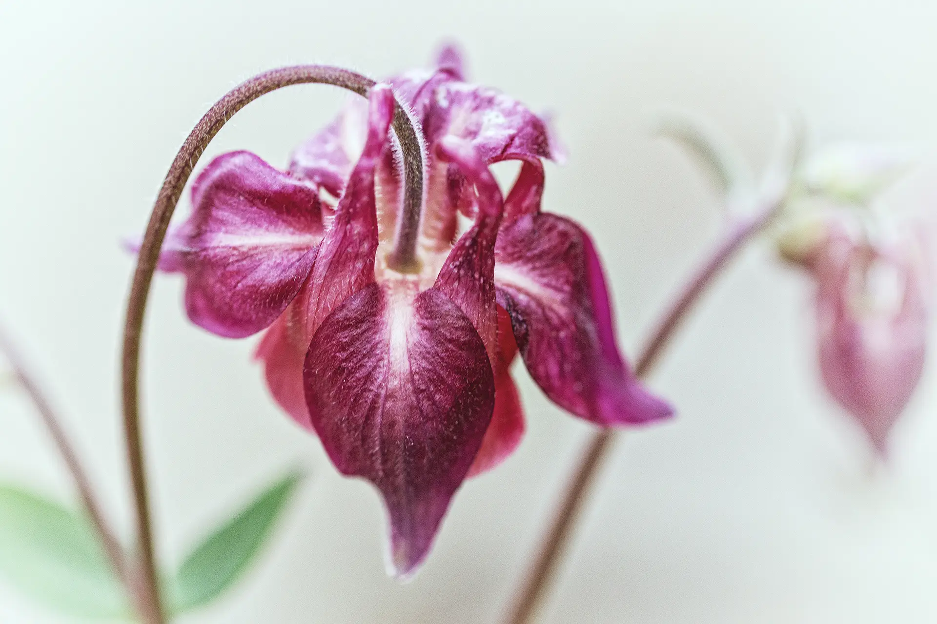 Flower Photography