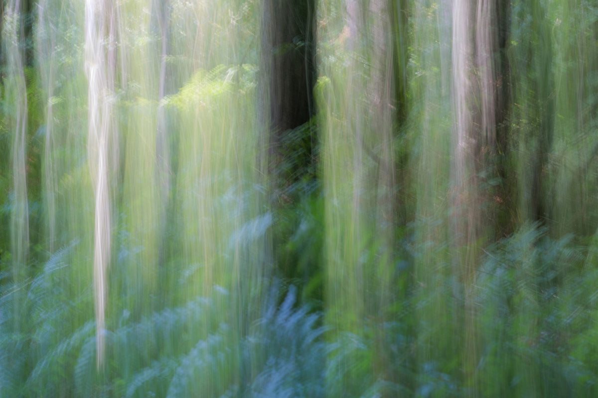 Woodland Photography