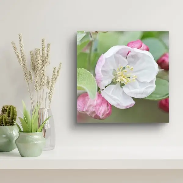 Crab Apple Blossom