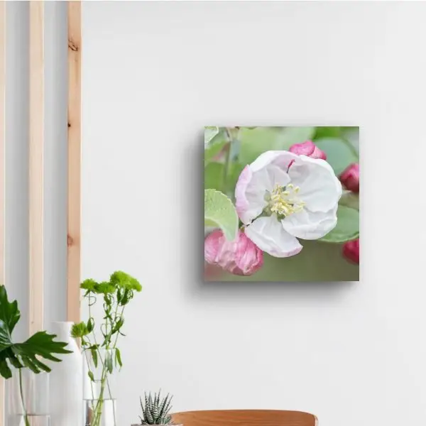 Crab Apple Blossom