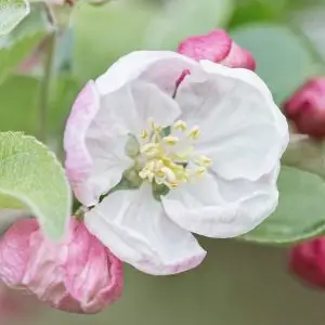Crab Apple Blossom