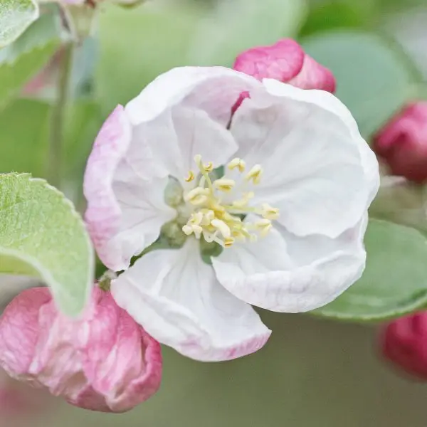 Crab Apple Blossom
