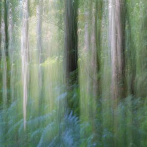 Blue Forest