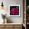 Crimson Peony Crimson Peony