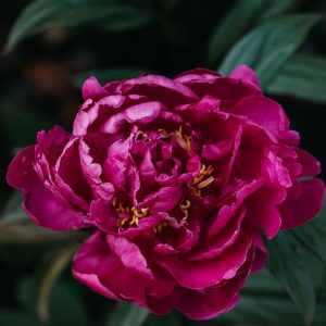 Flower photography