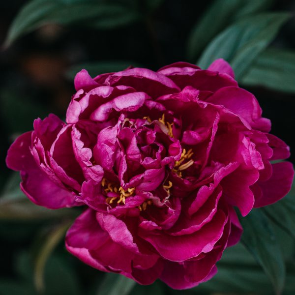 Crimson Peony Flower photography