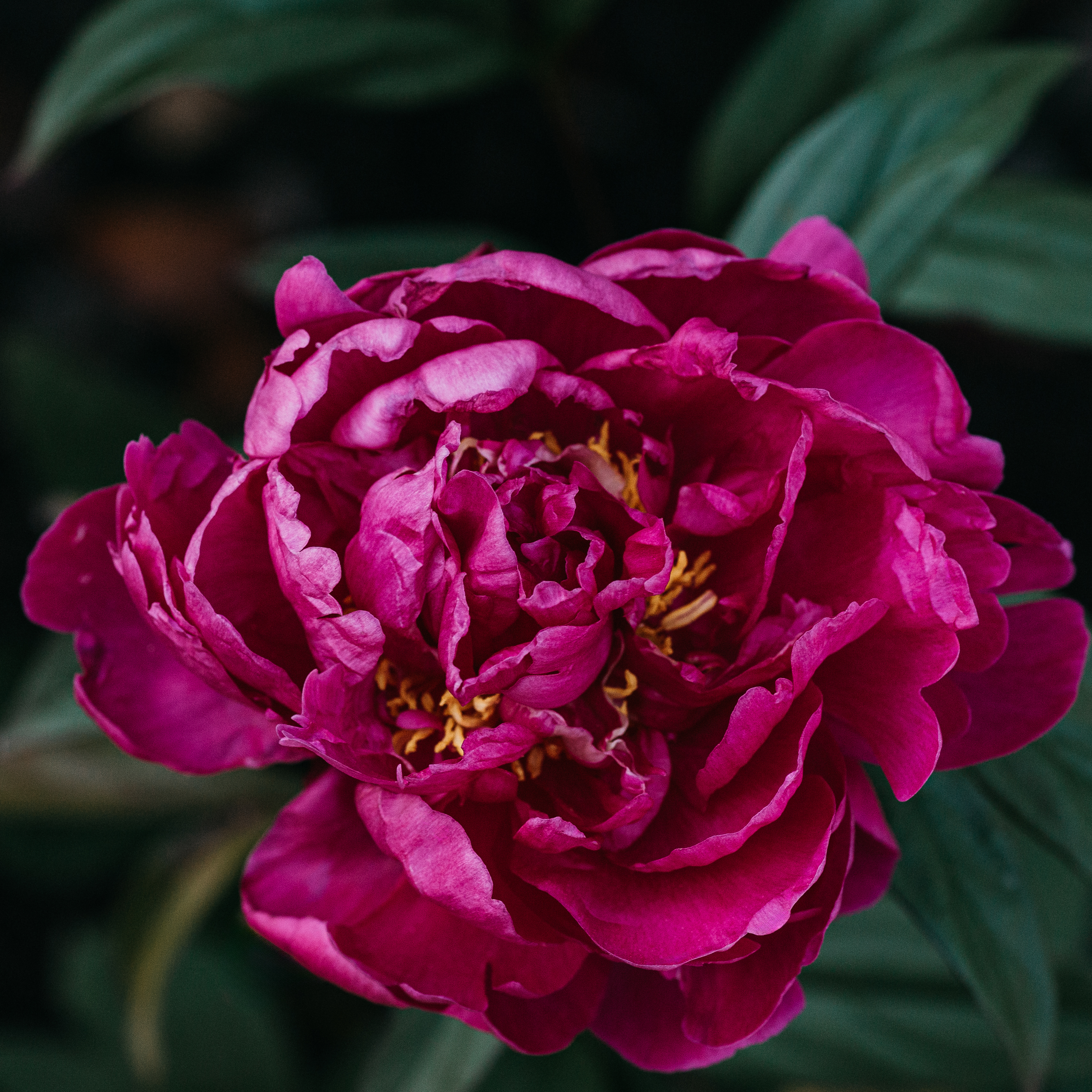 Flower photography