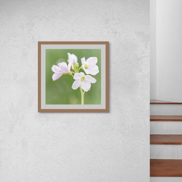 Cuckoo_Flower-Print_005 Cuckoo Flower