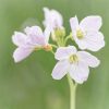 Cuckoo_Flower_Print_001 photograph of a cuckoo flower in the meadow