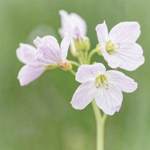 photograph of a cuckoo flower in the meadow