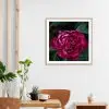 Download (10) Crimson Peony