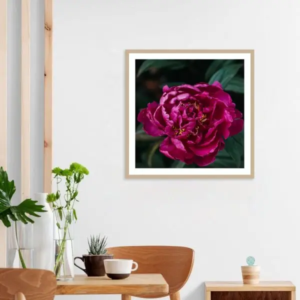 Download (10) Crimson Peony