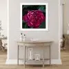 Download (6) Crimson Peony