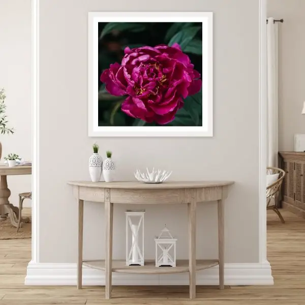 Download (6) Crimson Peony