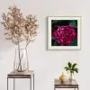 Download (8) Crimson Peony