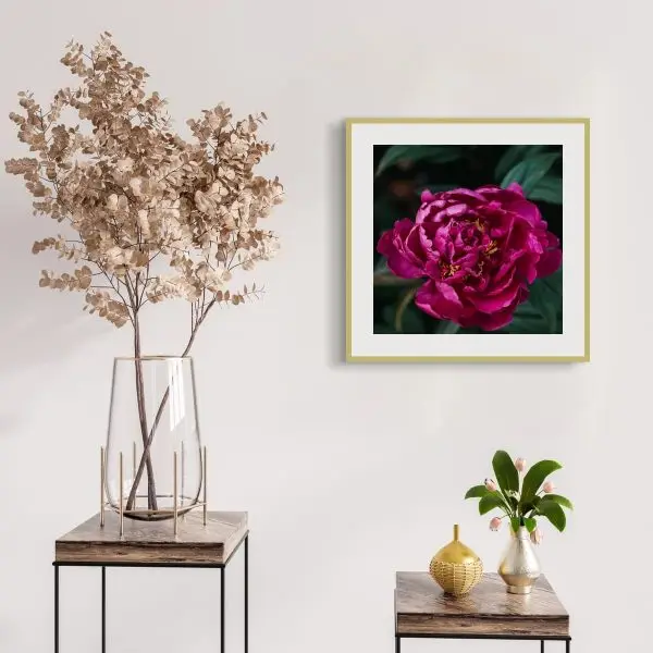 Download (8) Crimson Peony