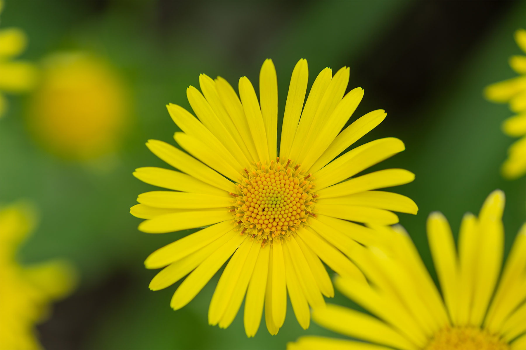 Photograph of yellow daisy flowers