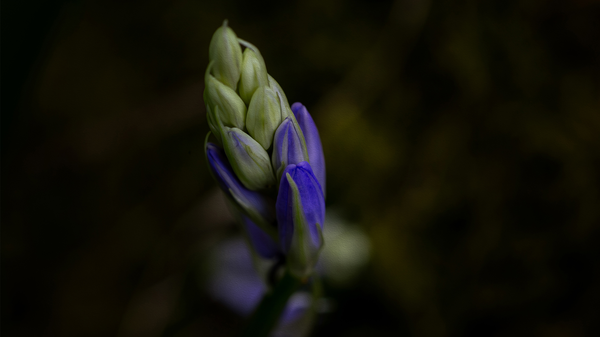 photograph of a bluebell