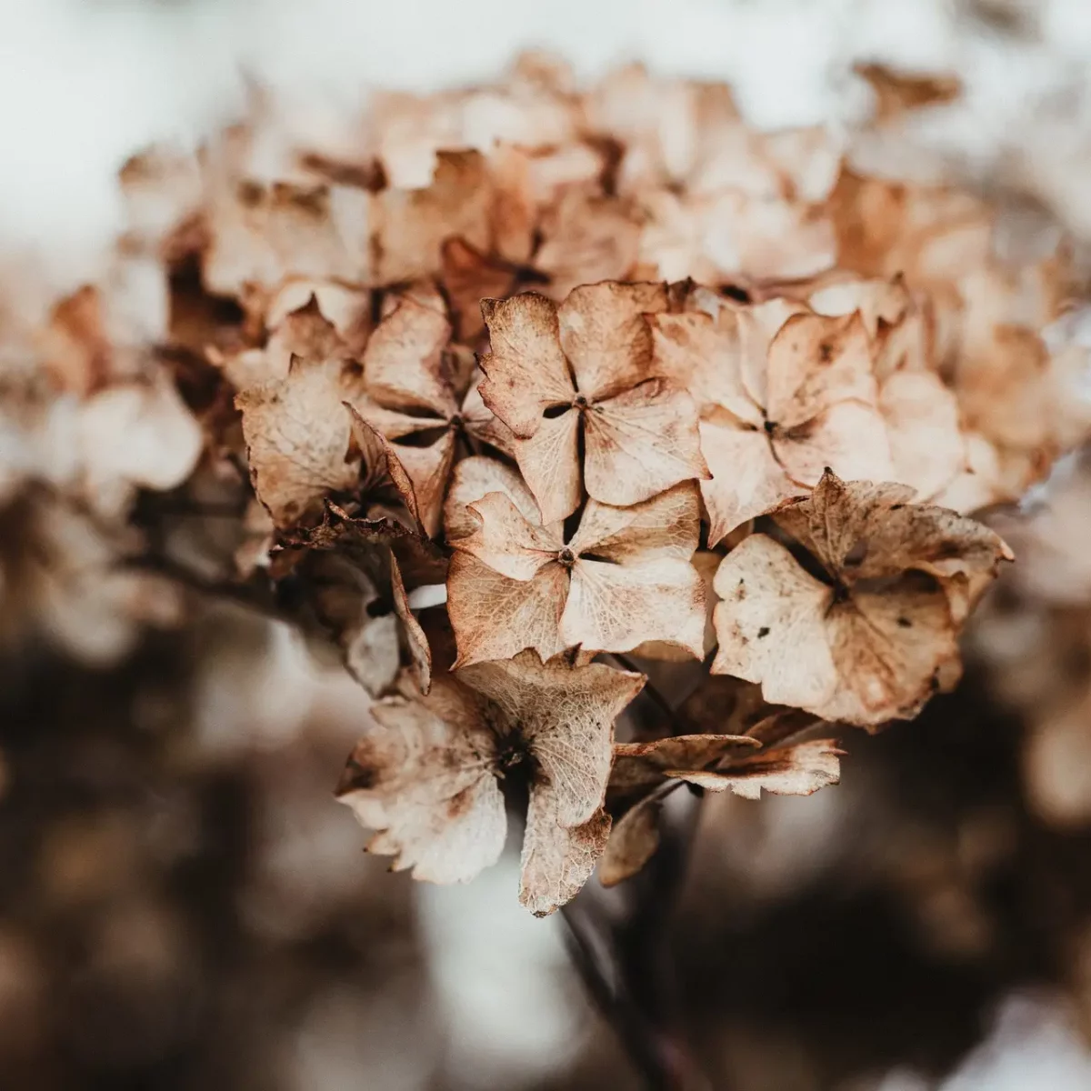 hydrangea flower head in winter
